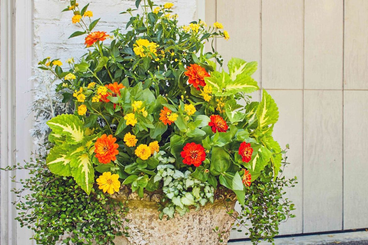 How To Refresh A Tired Container Garden Without Starting Over How To Refresh A Tired Container Garden Without Starting Over