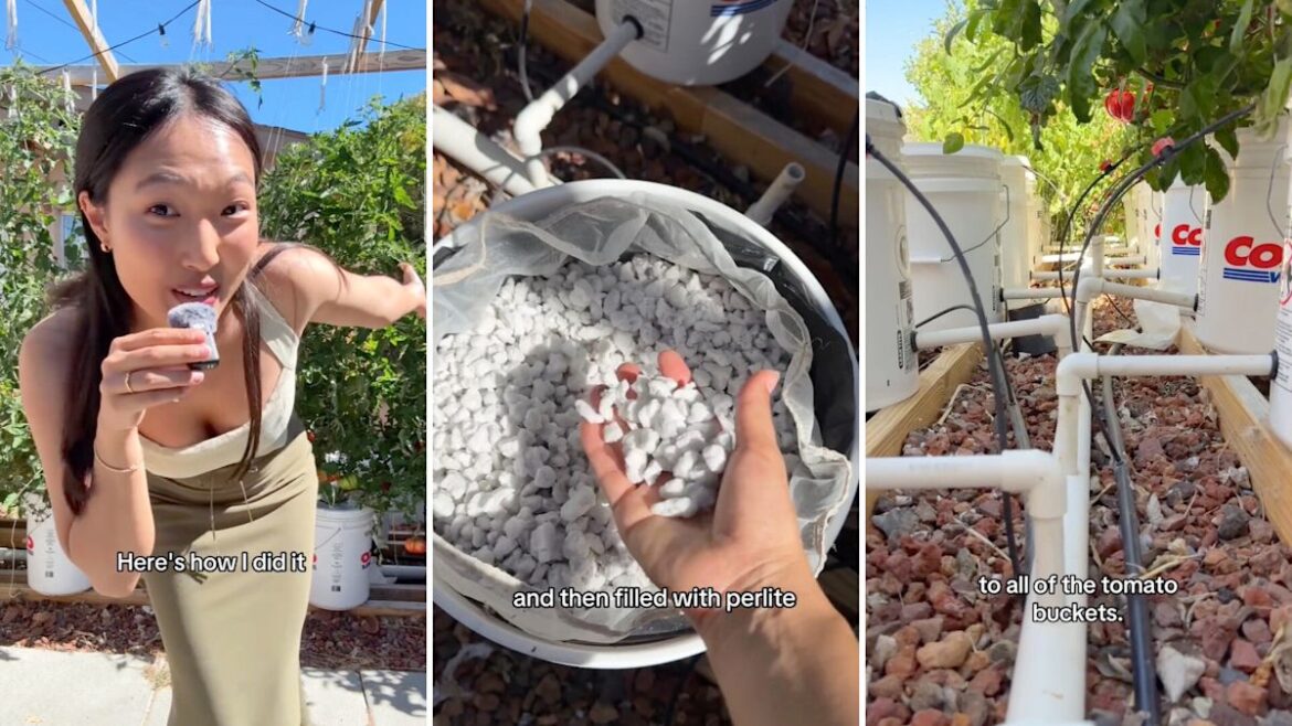 Gardener grows hundreds of pounds of tomatoes in Costco buckets with no soil Gardener grows hundreds of pounds of tomatoes in Costco buckets with no soil