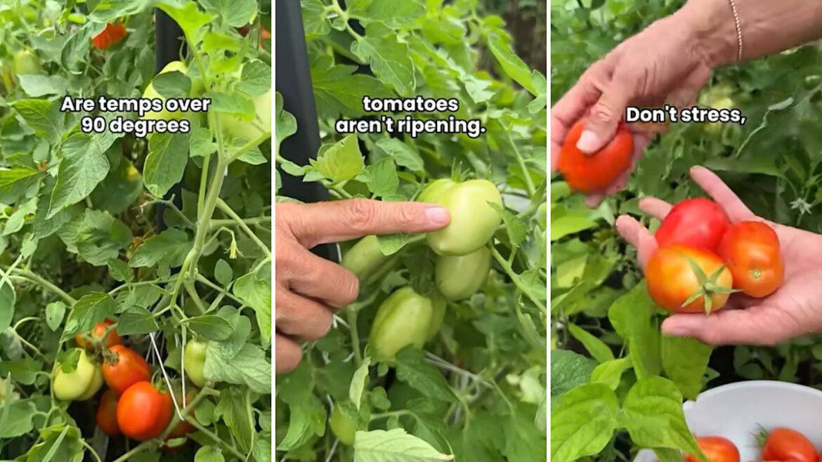 When 90-degree heat stalls tomatoes on the vine, this indoor trick can finish the job When 90-degree heat stalls tomatoes on the vine, this indoor trick can finish the job