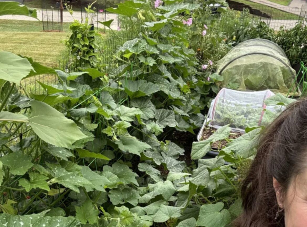 Home gardener says 'the garden belongs to the squash now' after vines stage a takeover