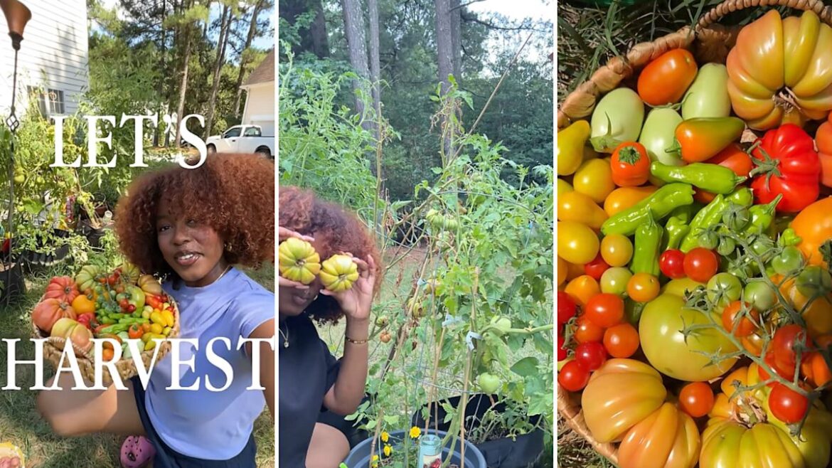 One gardener’s colorful haul is inspiring viewers to rethink what a home food garden can look like One gardener's colorful haul is inspiring viewers to rethink what a home food garden can look like