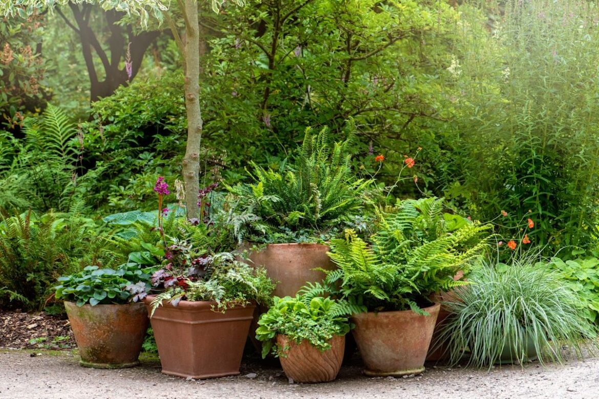 The #1 Thing Your Ferns Need to Stay Lush All Summer, According to a Garden Expert
