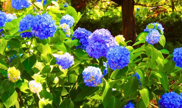 Picture of lots of strong looking hydrangeas 