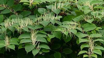 In 1850, Britain received Japanese knotweed as an exotic garden ornament; its rapid growth later turned the Victorian prize into a national menace