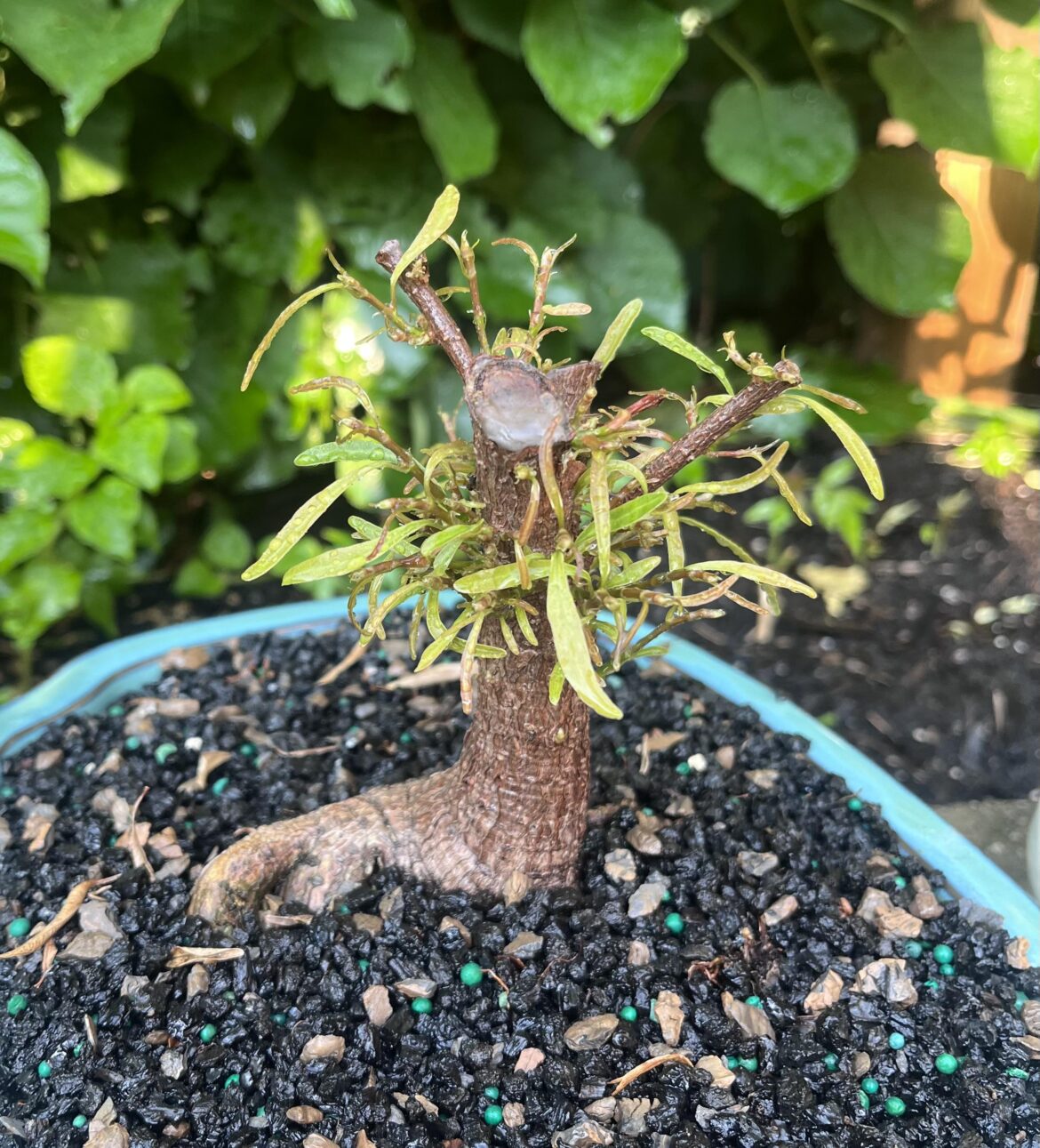 Successful back budding