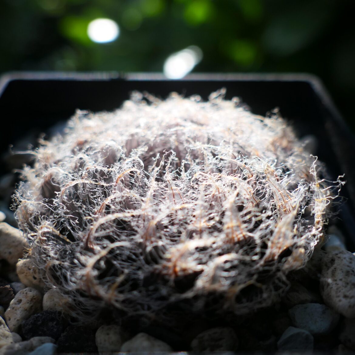 H. semiviva