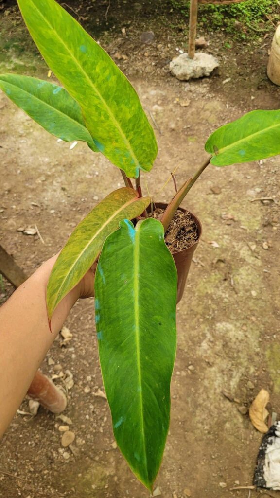 What kind of philodendron is this plant?