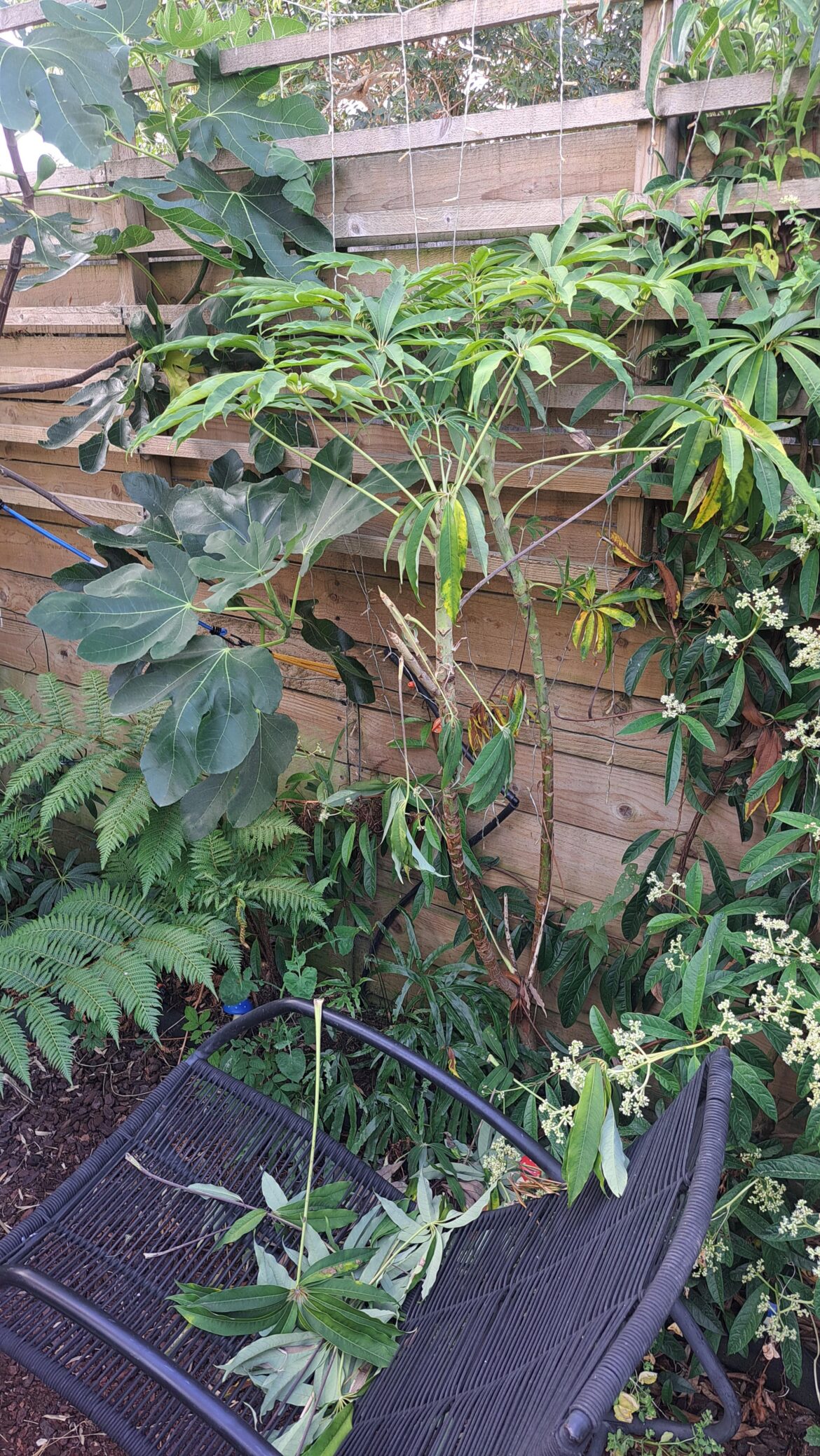 Schefflera Help! Schefflera Help!