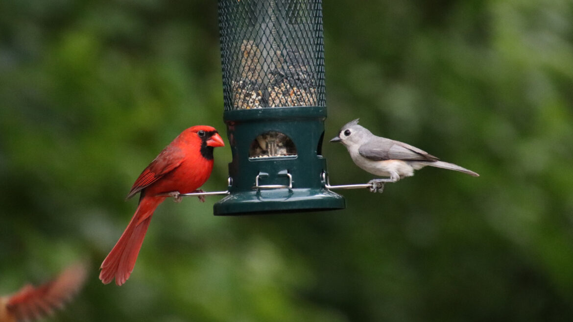 No Hanging Bird Feeders: The Simple Solution From Amazon Perfect For Your Backyard No Hanging Bird Feeders: The Simple Solution From Amazon Perfect For Your Backyard