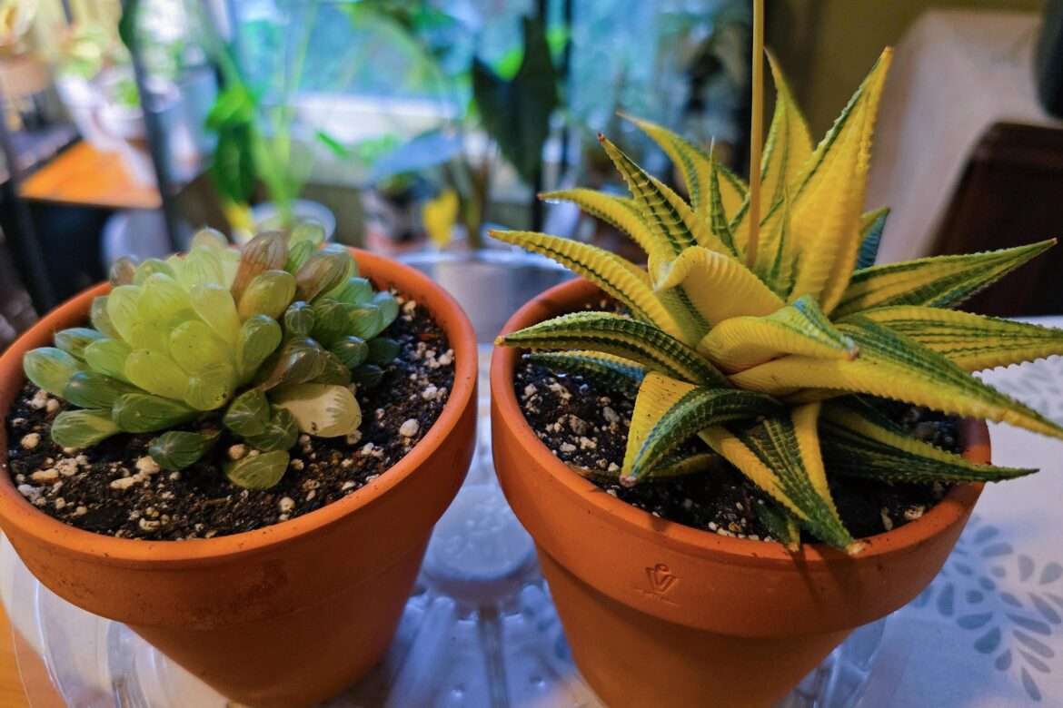 Two new cuties I found at a small local greenhouse! Up to 10 types in my collection now