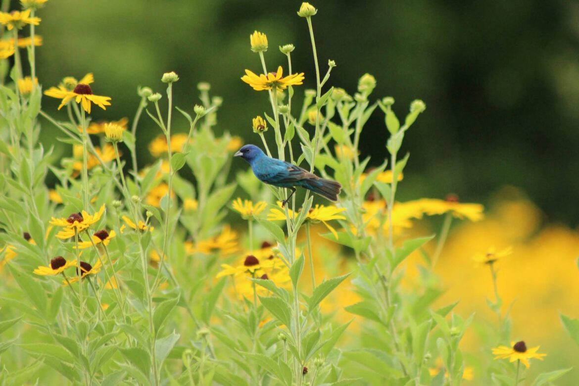 Public gardens offer much to see—even in August's dog days