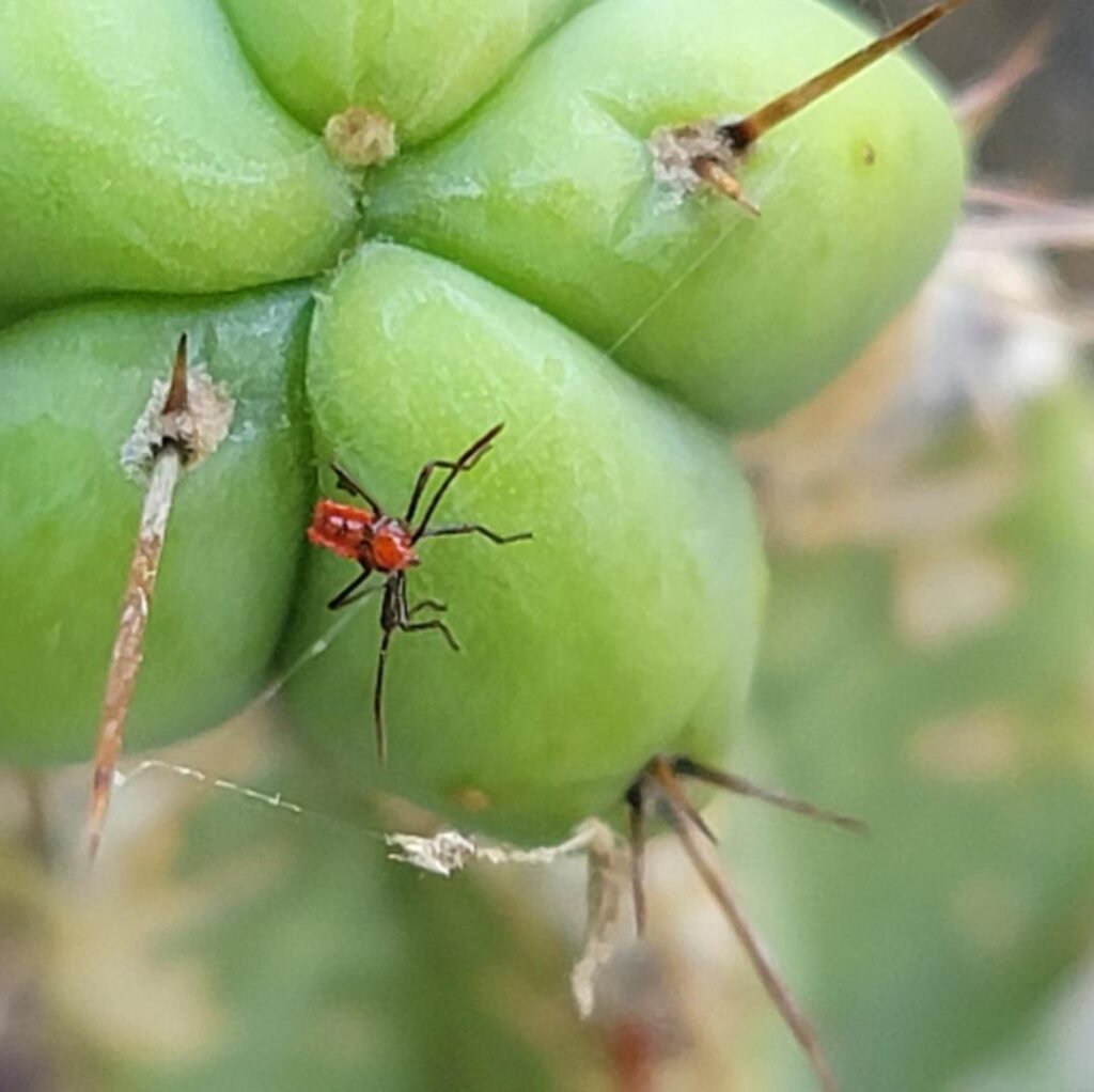 Leaf Footed Bug?