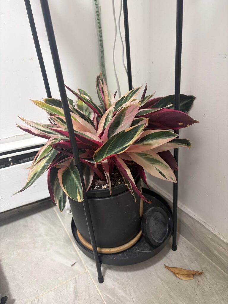 Props to my stromanthe Props to my stromanthe