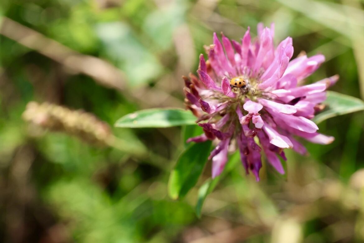 Red Clover