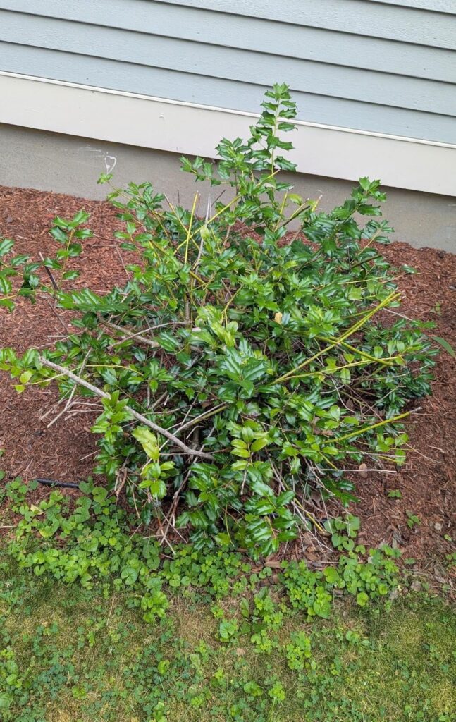 Shrub advice Shrub advice