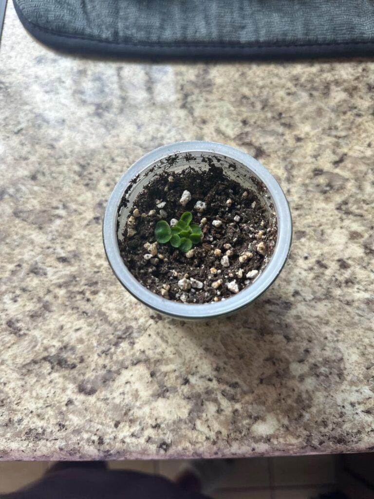 I propped my Violets' leaf before they perished and this is their baby!! I'm so happy.