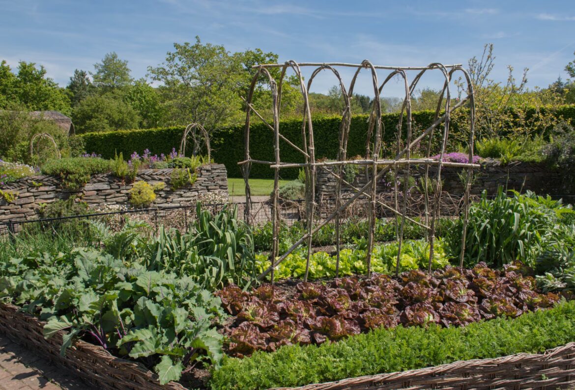 The Best Drought Tolerant Vegetables to Grow in your Garden Potager (Ornamental Vegetable or Kitchen Garden) with Home Grown Organic Produce in Rural Devon, England, UK