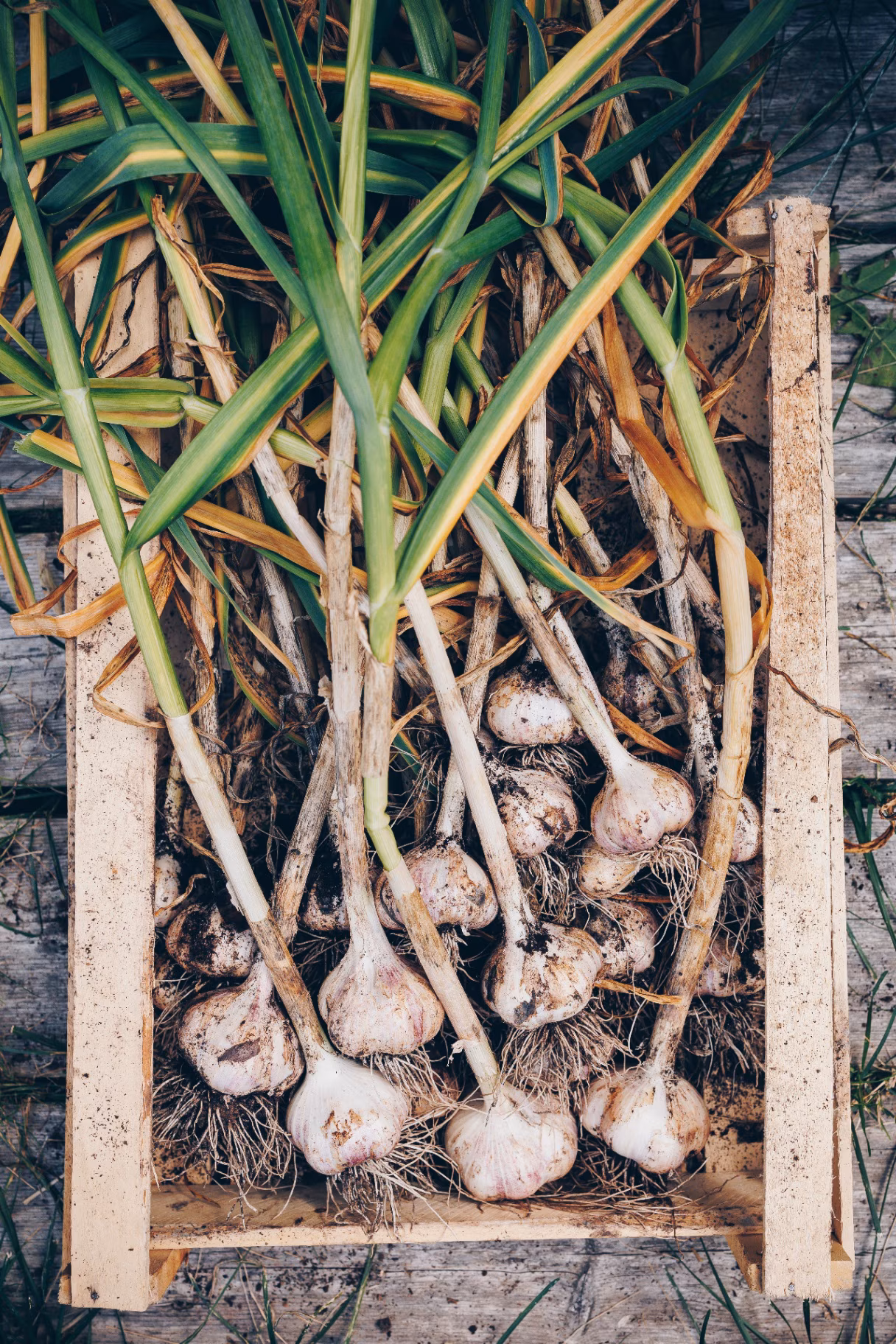 Harvesting garlic in the garden. Freshly harvested vegetables in wooden box, organic farming concept.