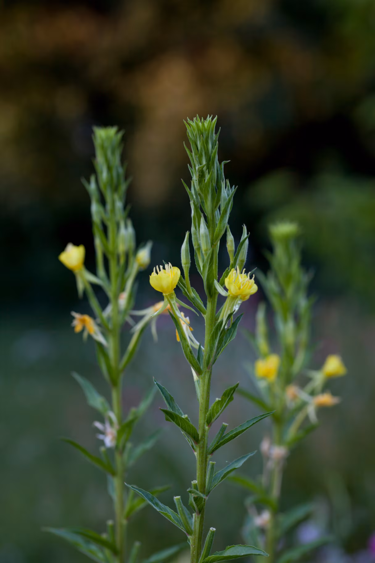 Evening-primrose - oenothera biennis -  powerful herb used to extract valiable oil from it's seeds.