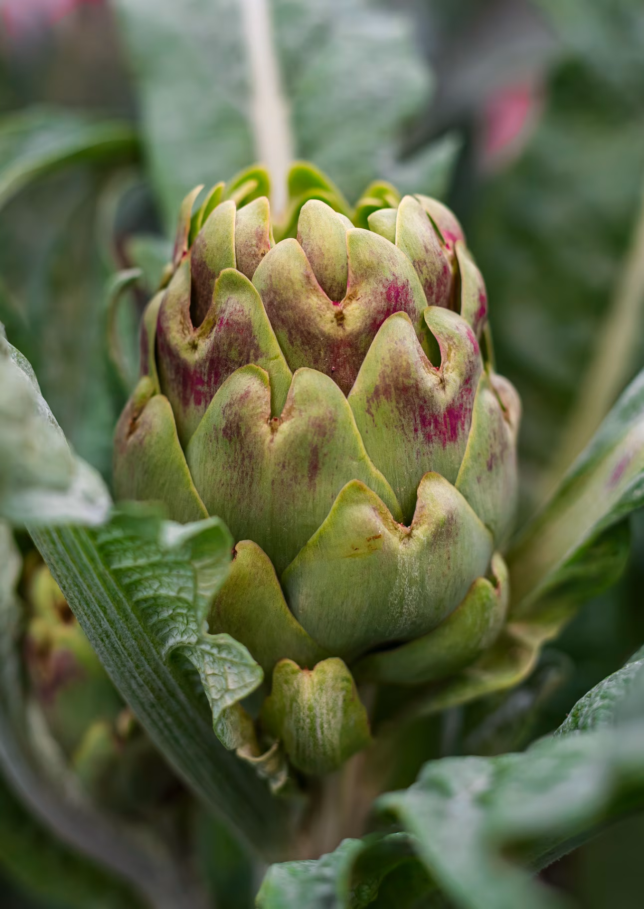 Unopened large lush globe green artichoke