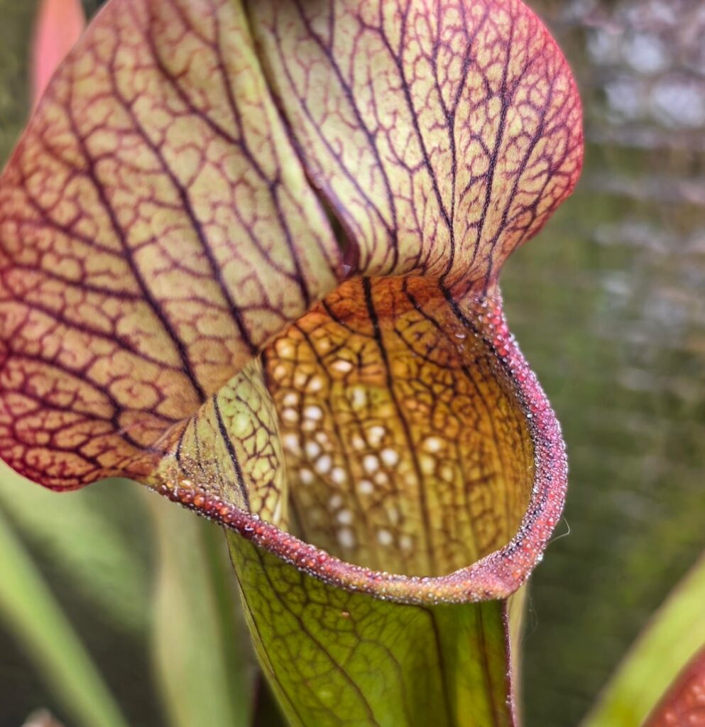 Forbidden nectar