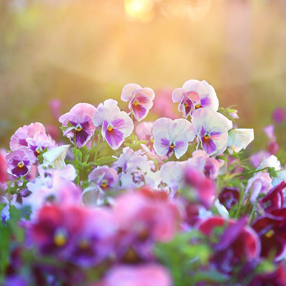 Pansy flowers - best flowers for your star sign revealed pansy flowers growing outside