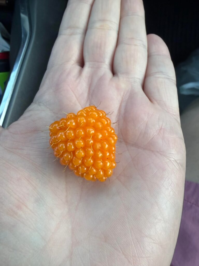 Salmonberry