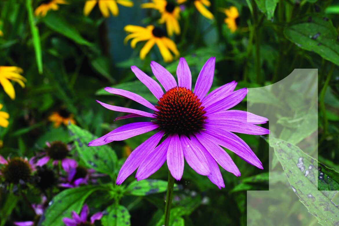 Top 10 Tough Plants for southern gardens Top 10 Tough Plants for southern gardens