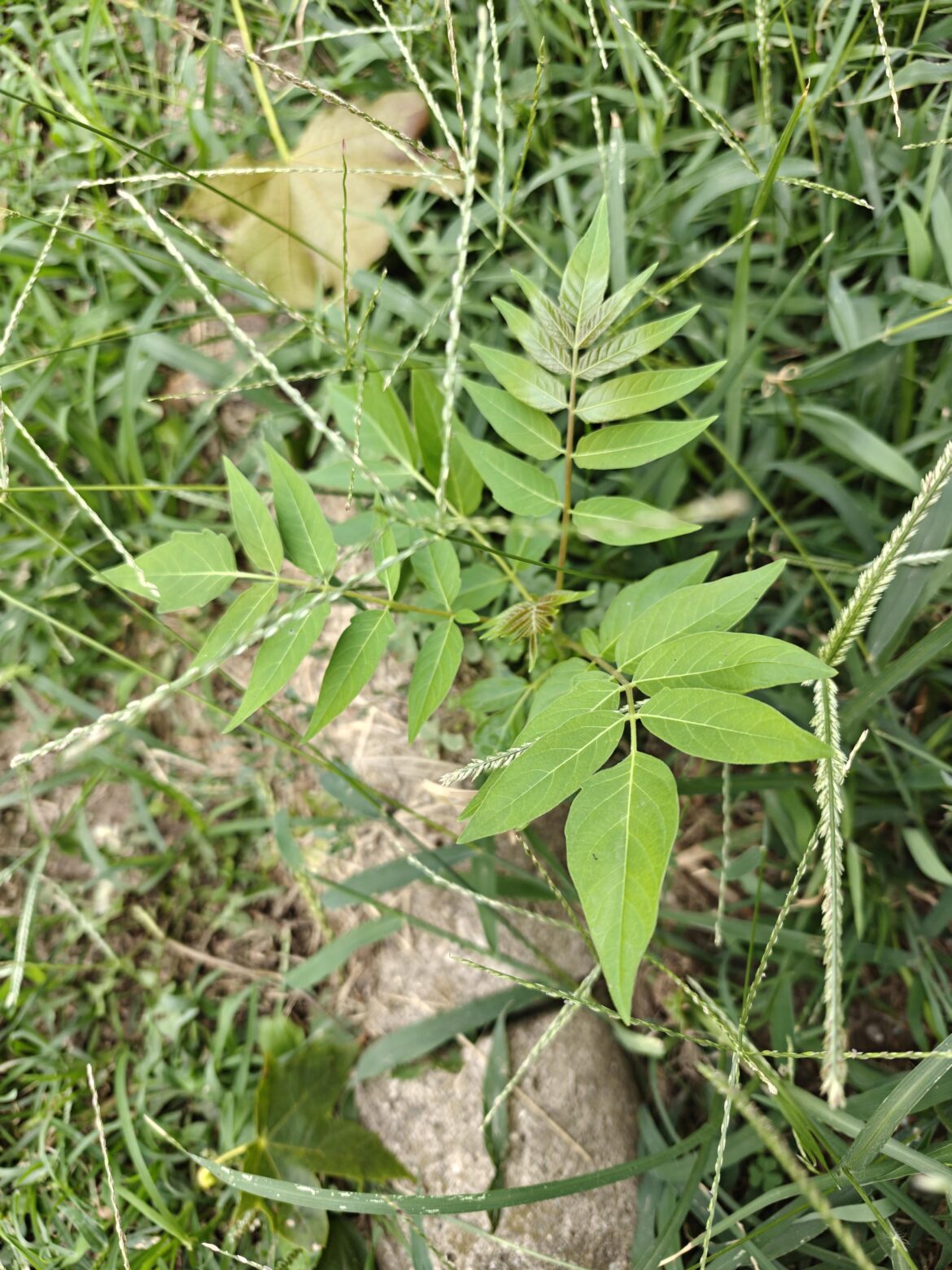 What is it