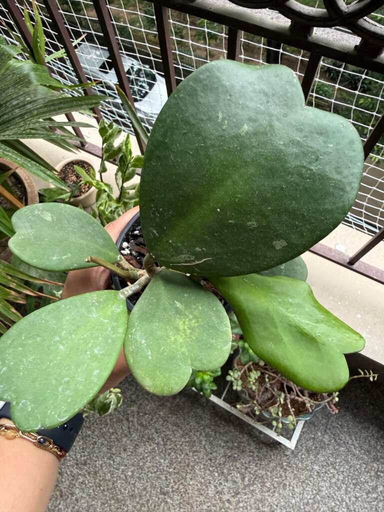 Hoya Kerrii grew a new leaf in a week Hoya Kerrii grew a new leaf in a week
