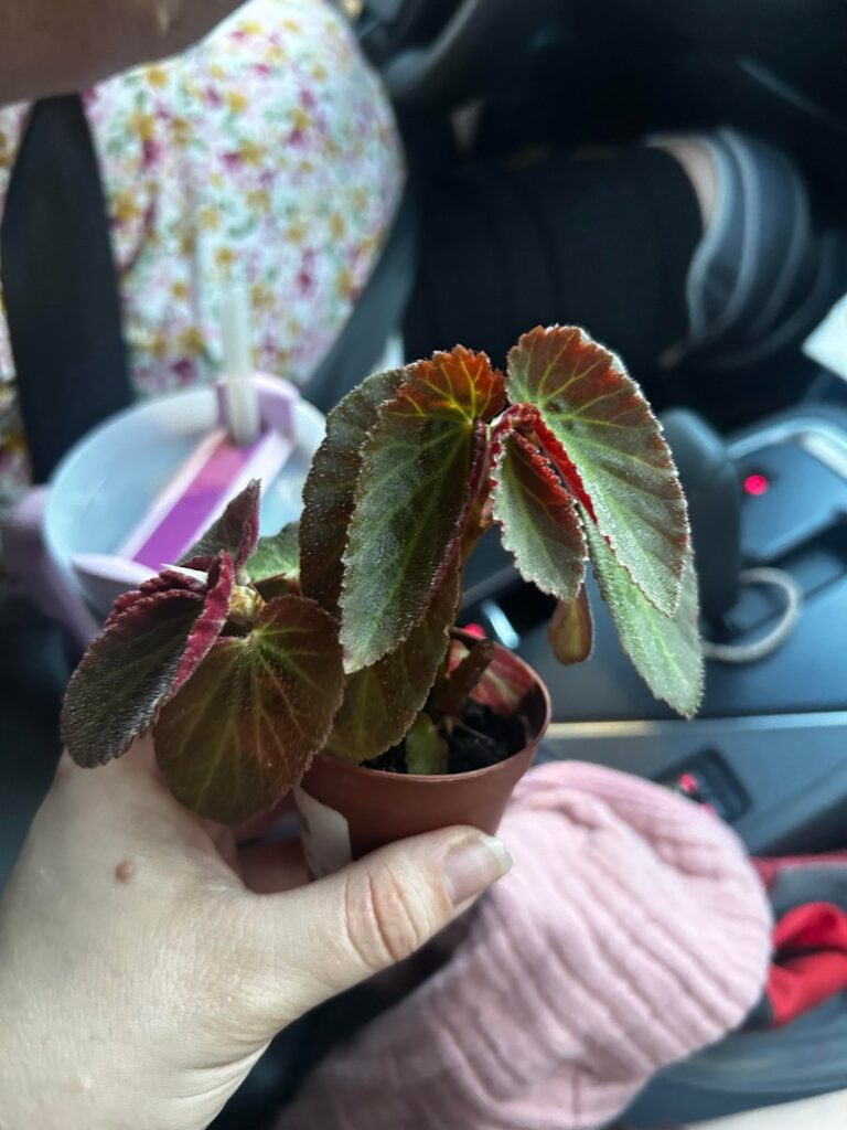What kind of begonia is this? I know it’s some kinda cane begonia 🤷🏻‍♀️