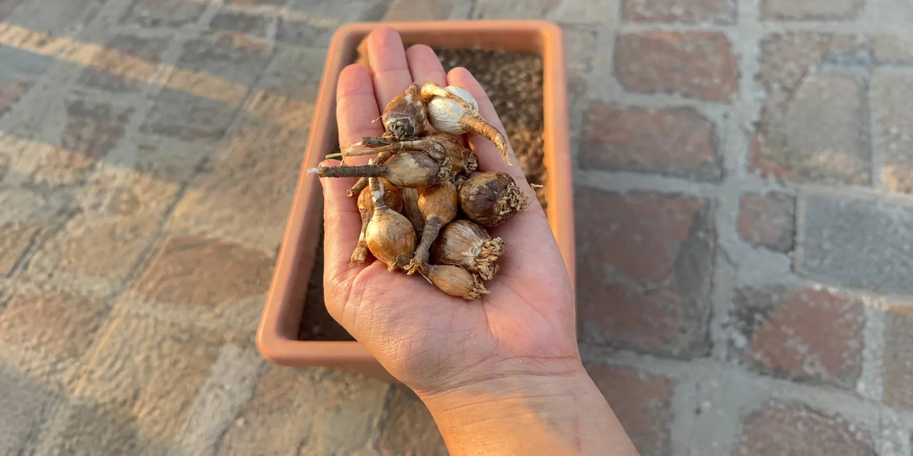 Rain lily bulbs