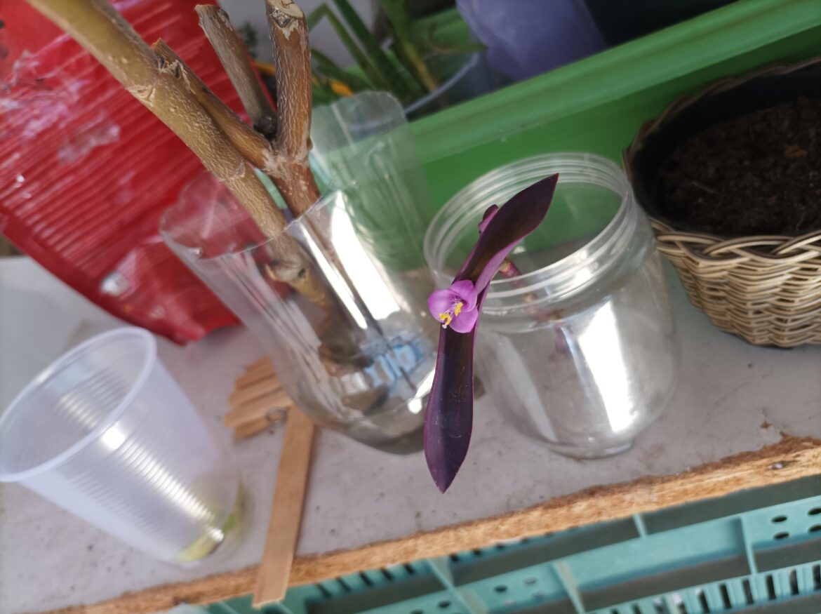 Why are you flowering? You don't even have roots!