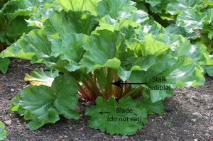Photo of a Rhubarb plant. Photo by Rosie Lerner