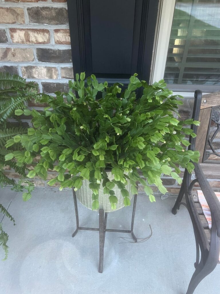 I move my houseplants outside to my east-facing porch every spring, and they are THRIVING!!
