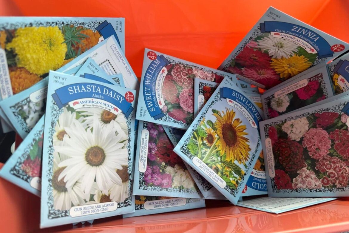 Dollar Tree’s 1-cent seeds are a frugal gardening hit, with some reporting 80% germination A bin full of seed packets.