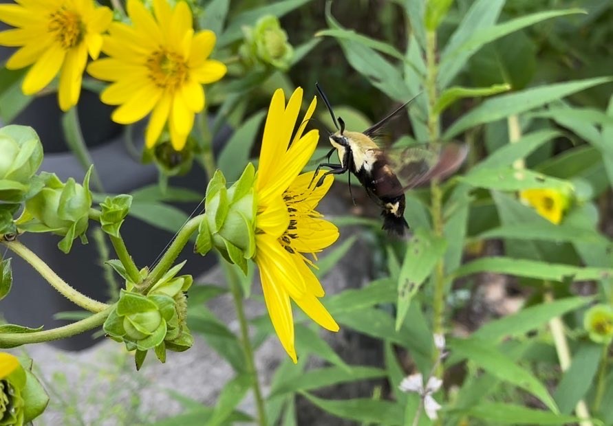 pollinator