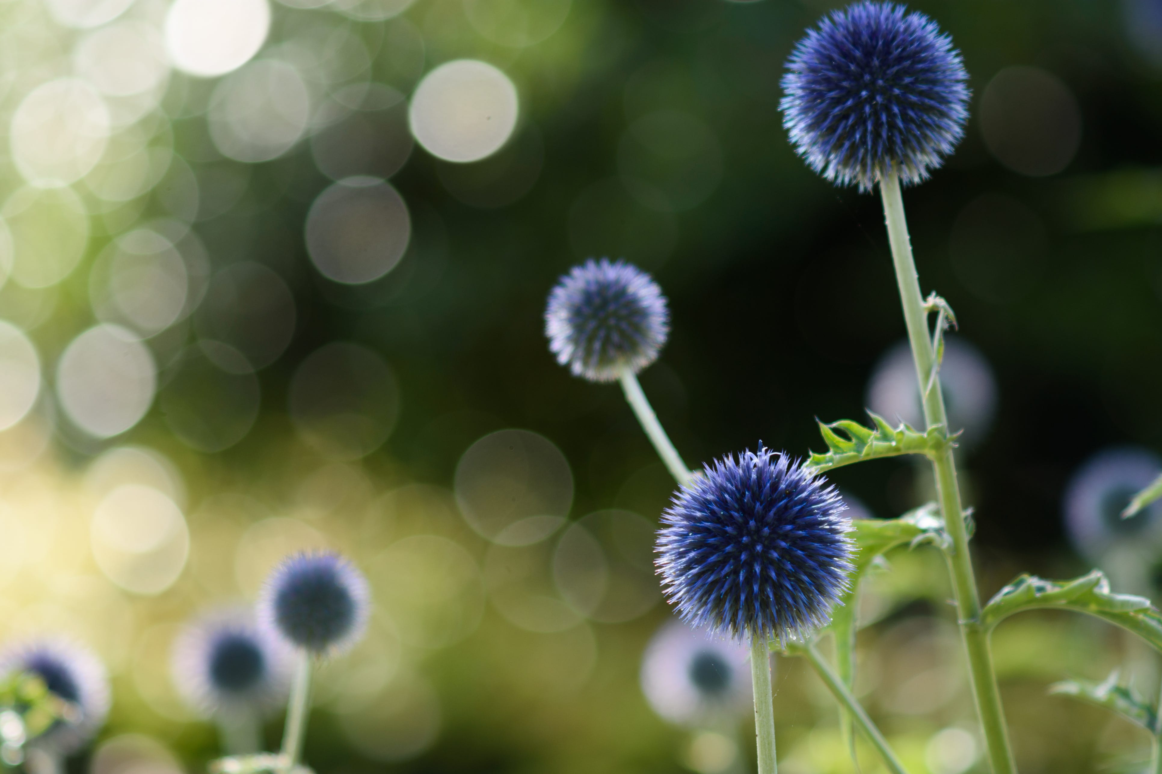 Summer garden