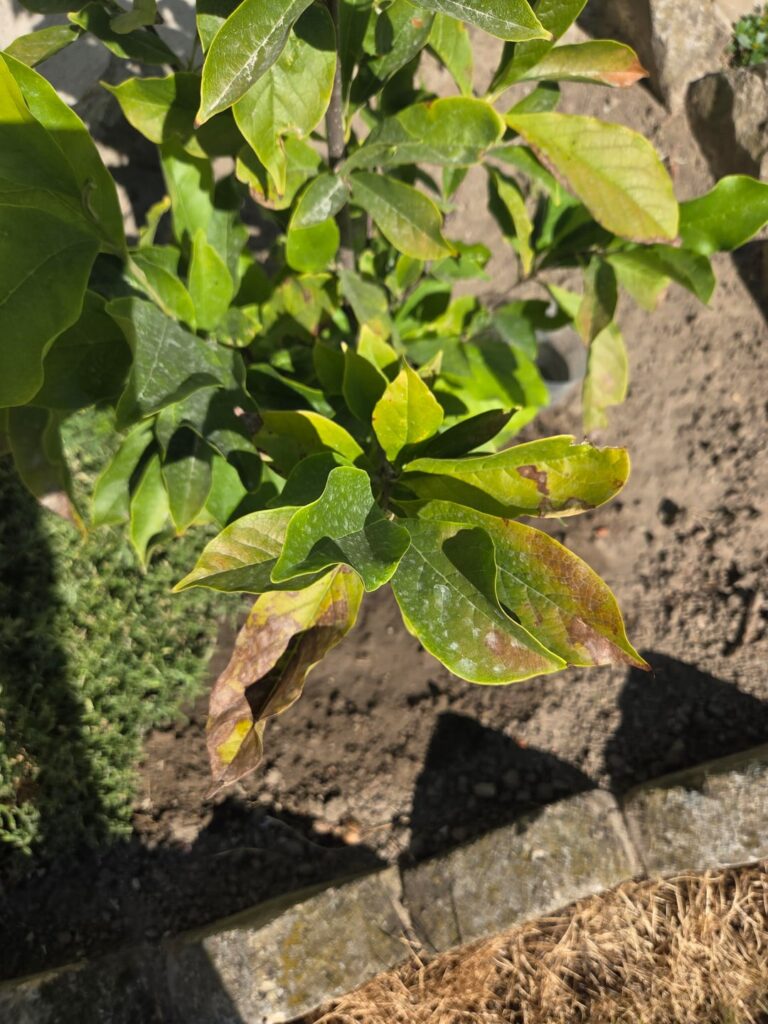 Heat stress or blight? Heat stress or blight?