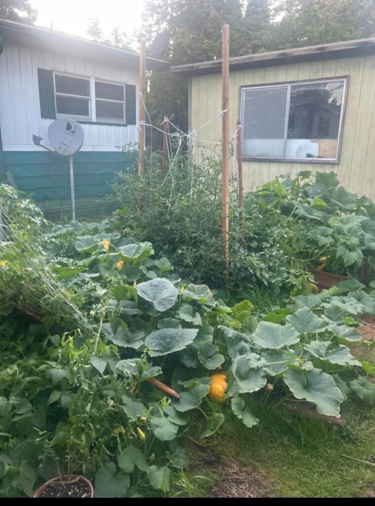 First time vegetable garden did a did ok 😁🐝
