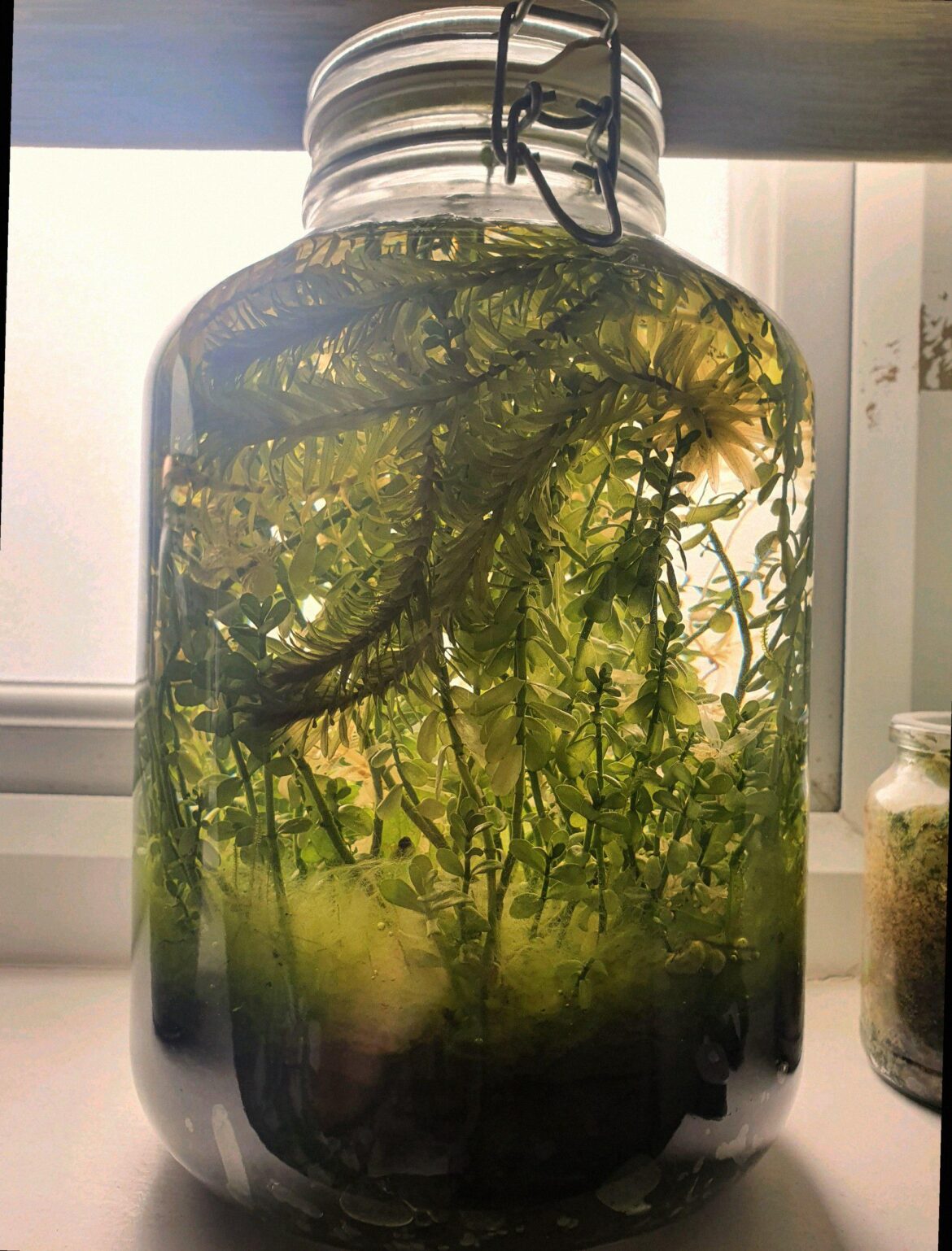 2 year old ecosphere
