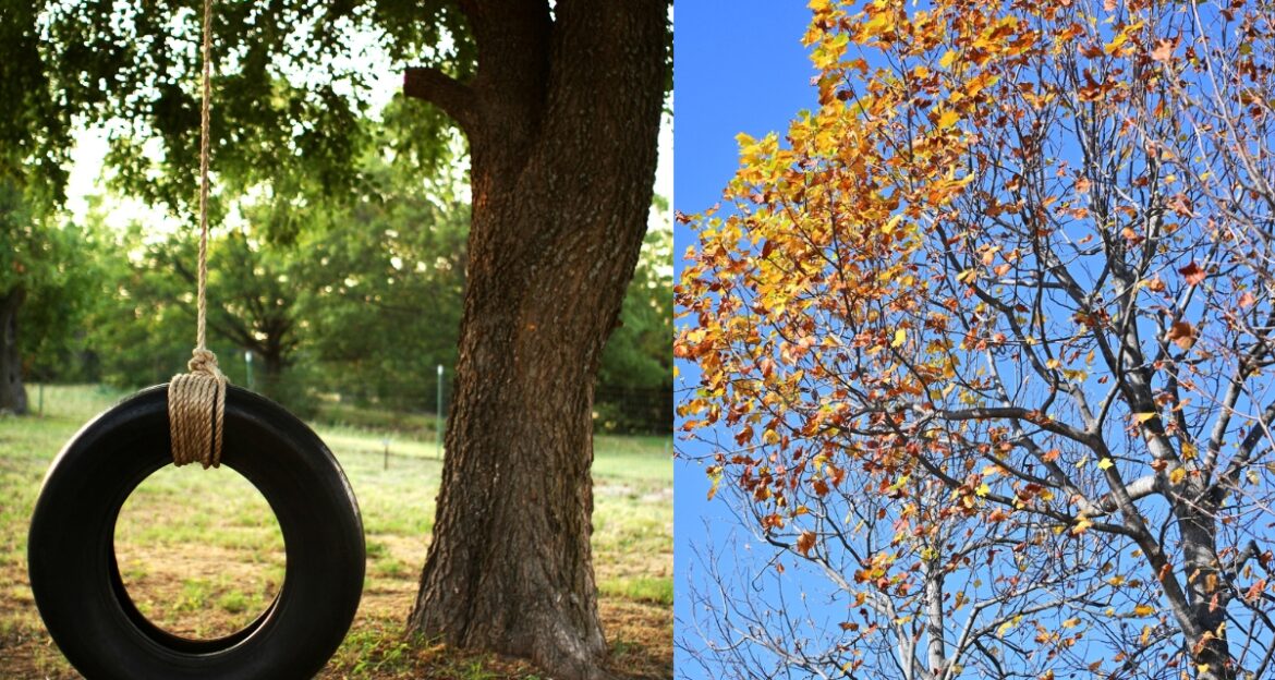 People shared what they loved about their childhood home. An overwhelming number said trees. tulip tree, oak tree, childhood memories, swing tire, trees