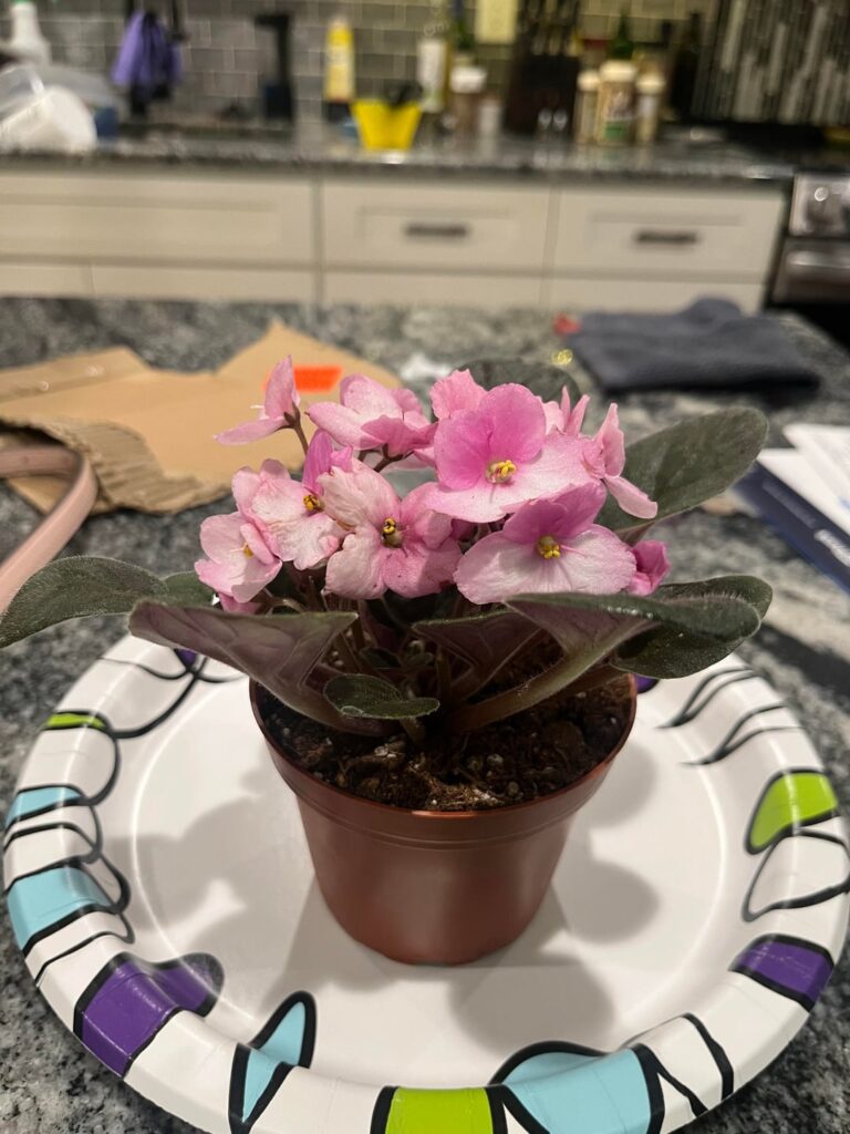 Looking for advice on first ever african violet!! Looking for advice on first ever african violet!!