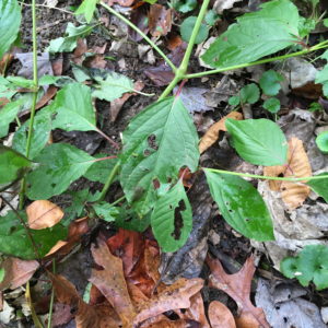 close-up of possibly American lopseed, a native annual plant.