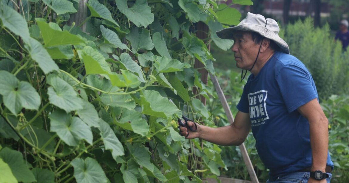 Milwaukee community garden grows the staples for Hmong meals Milwaukee community garden grows the staples for Hmong meals
