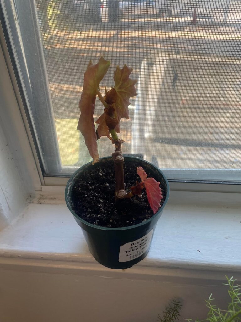 begonia sad? begonia sad?