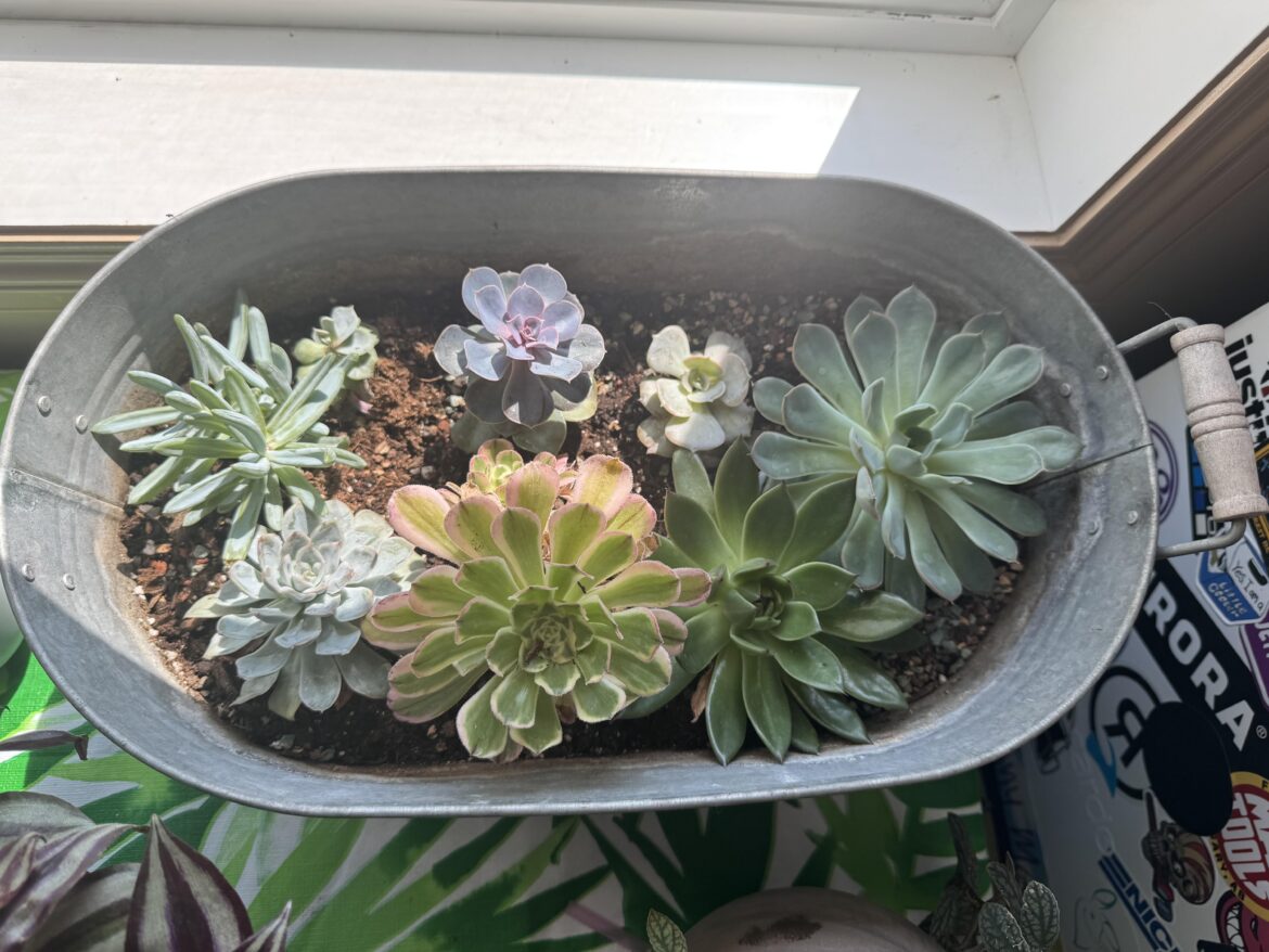 50 cent succulent update !