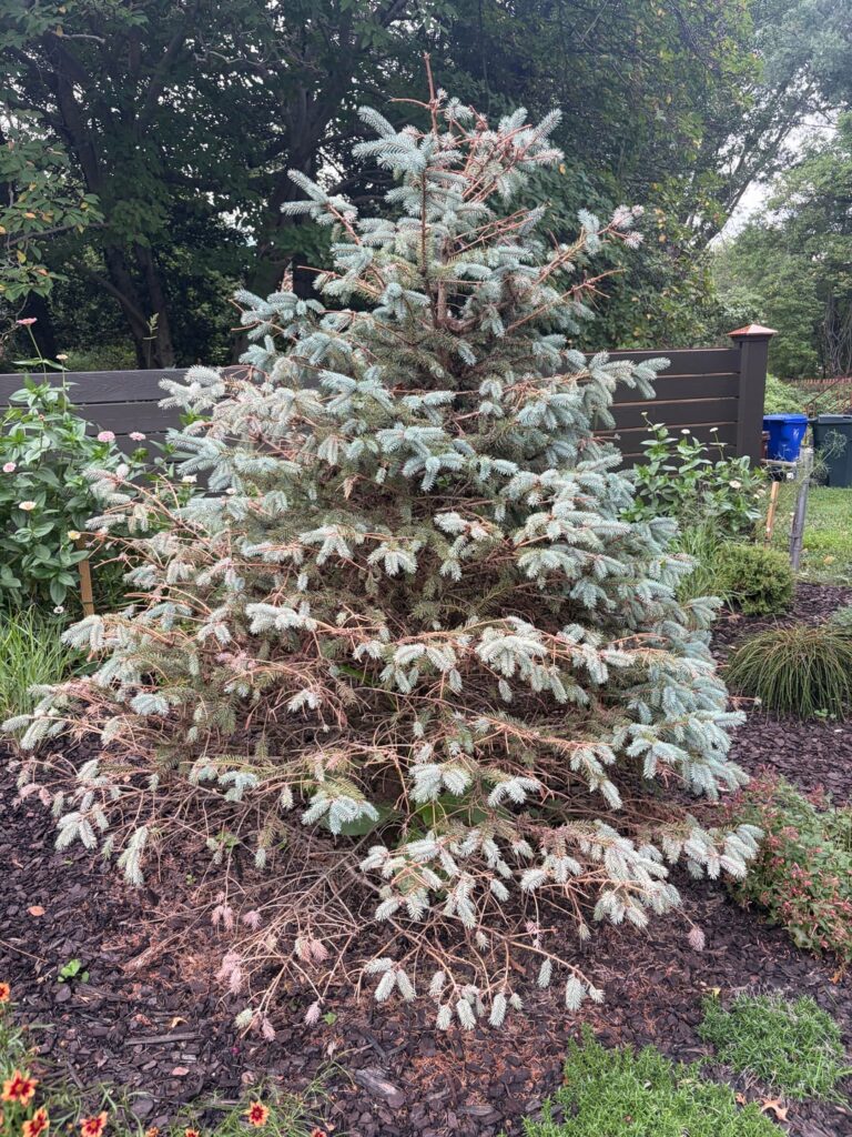 Help with my blue spruce