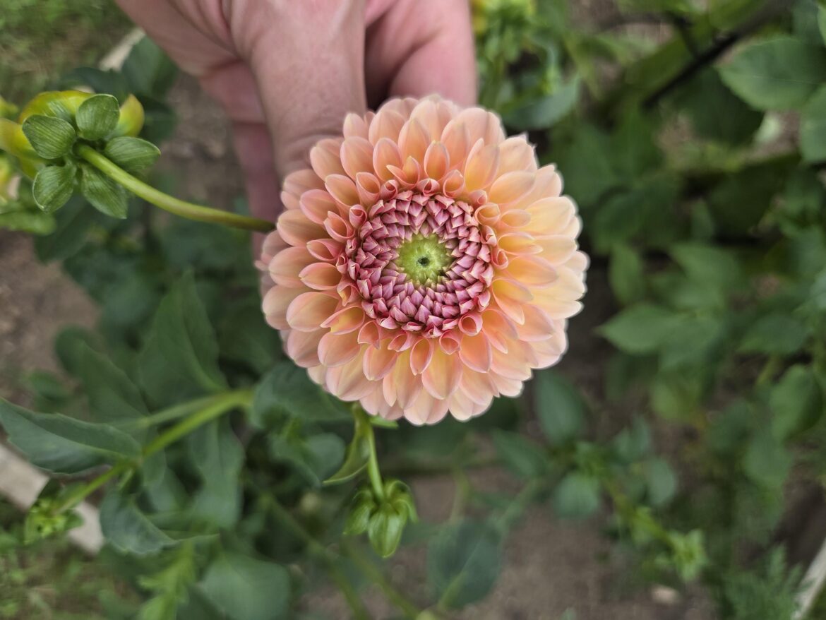 Picked this little guy today.