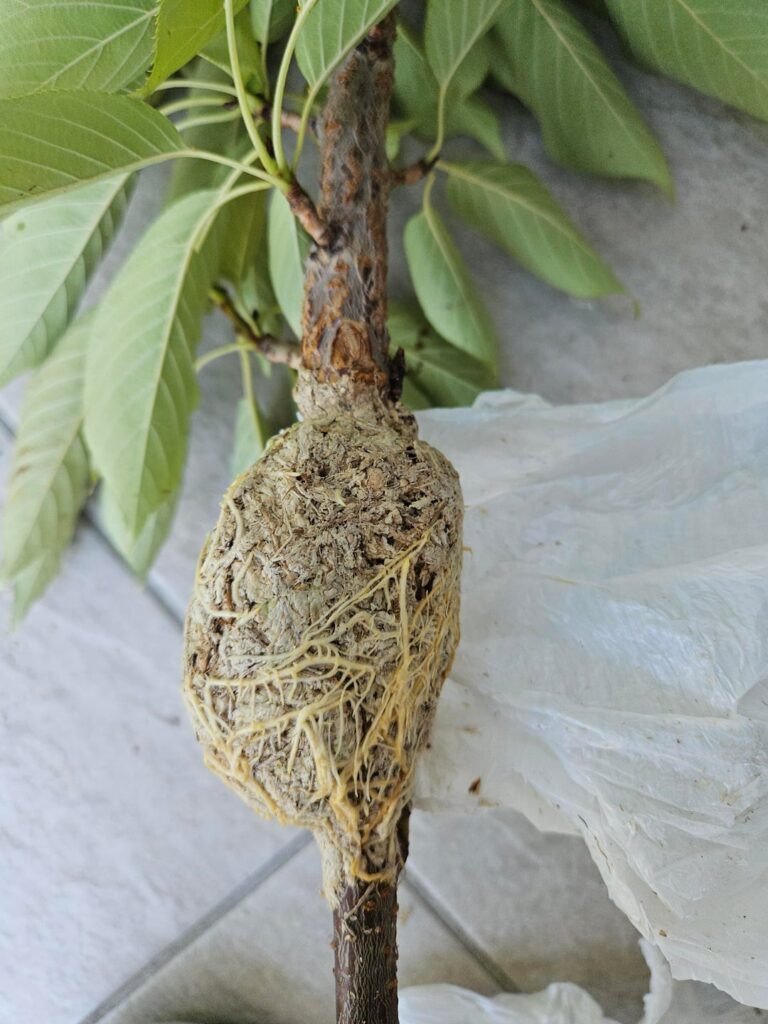 New journey starts: Prunus serrulata 'Kanzan' airlayer